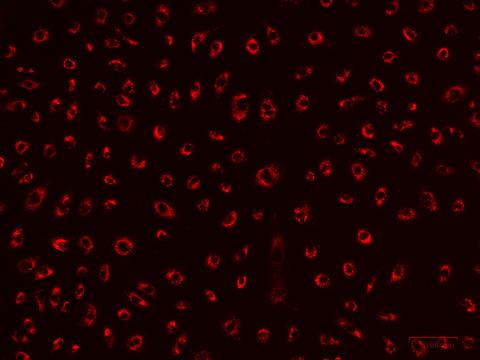 人肾小球微血管内皮细胞（HGMEC）