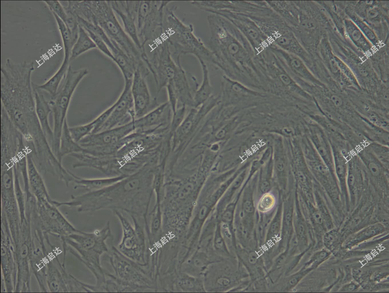 CCC-SMC-1兔主动脉平滑肌细胞
