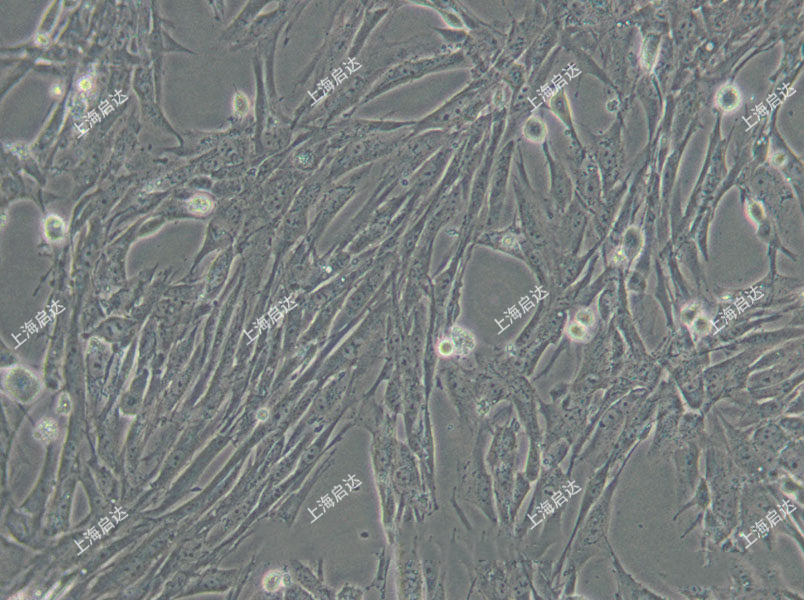 BHK-21仓鼠肾成纤维细胞