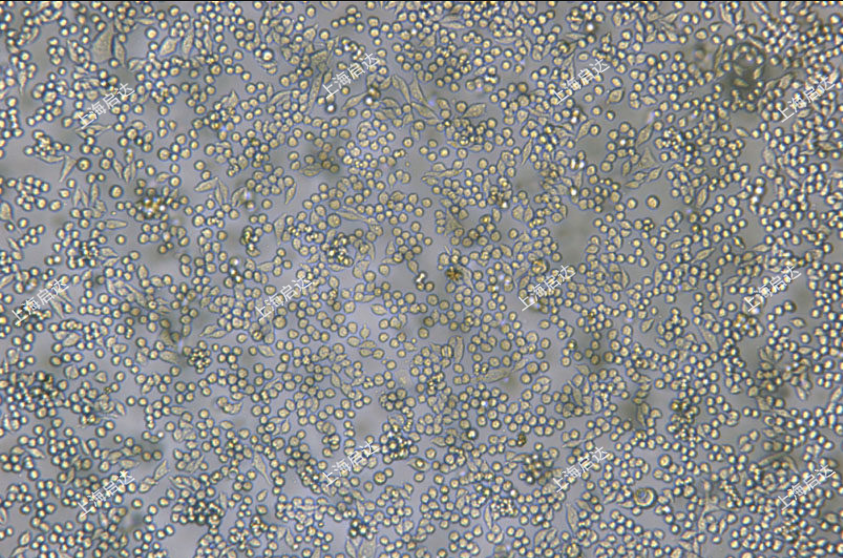 L6565小鼠白血病克隆细胞系