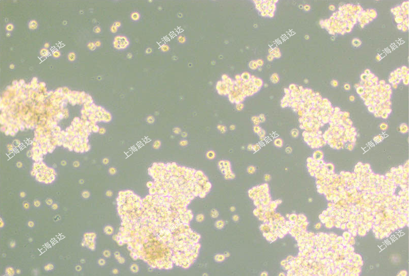 NCI-H716人结直肠腺癌细胞