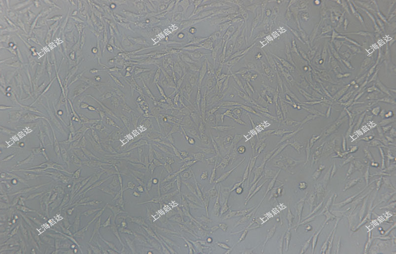 DF-1鸡胚成纤维细胞