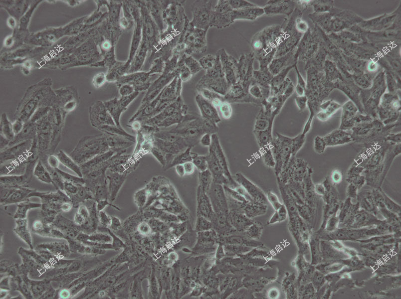 SK-N-SH人SK神经母细胞瘤细胞