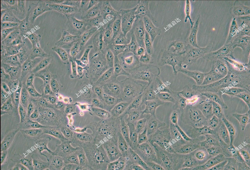 MA104非洲绿猴胎肾细胞系