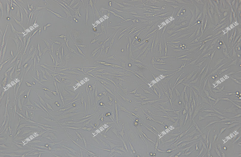 DF-1鸡胚成纤维细胞
