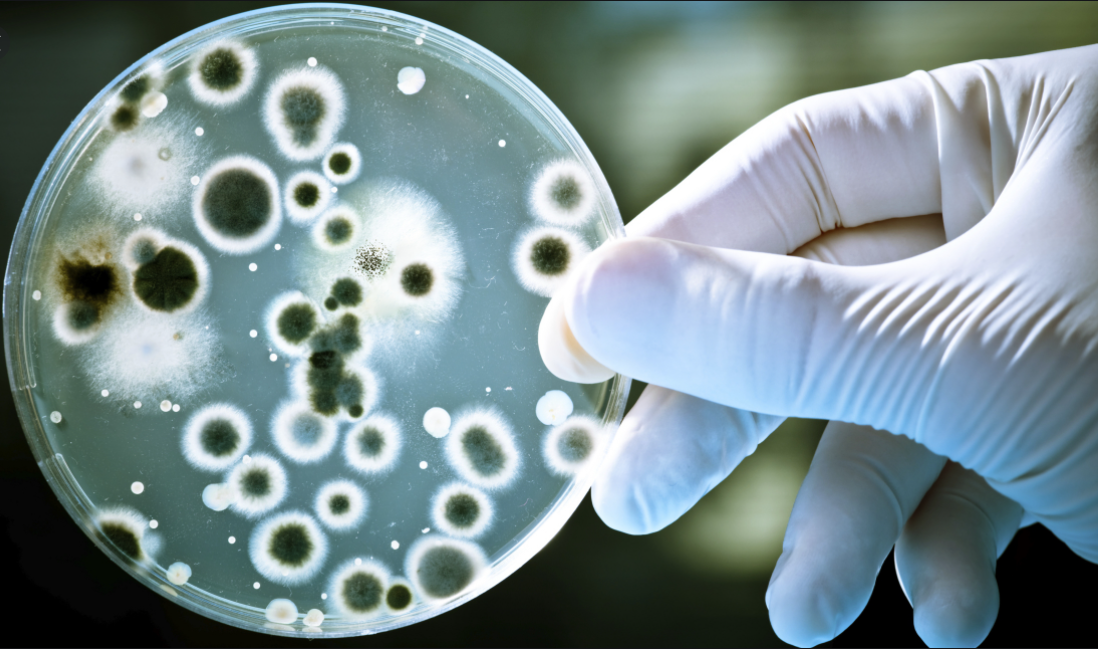 Fungi In Cell Culture, Prevention And Treatment Of Cell Pollution
