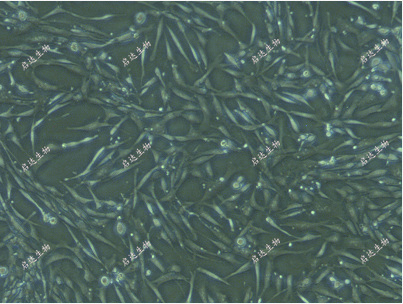 小鼠骨髓间充质干细胞（MMSC-bm）
