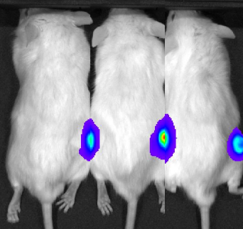 It's Easy To Become Tumor In Nude Mice
