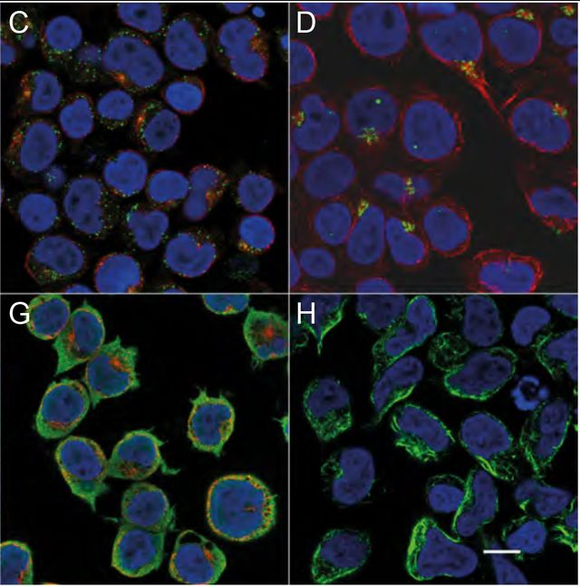 Immunofluorescence Staining Of Suspension Cells
