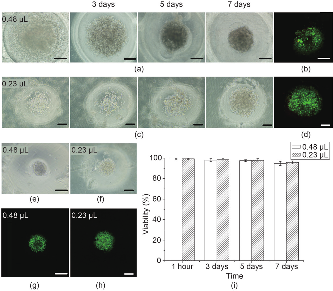 Tumor Cell Globulogenesis Experiment