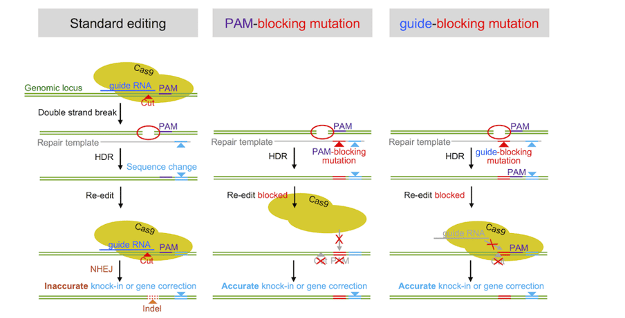 Key Points - Essential for Cell Knockout