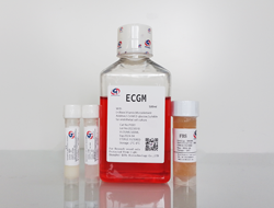 ECGM Endothelial Cell Culture Medium