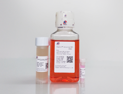 OrgCult™-Intestine(XF) Medium