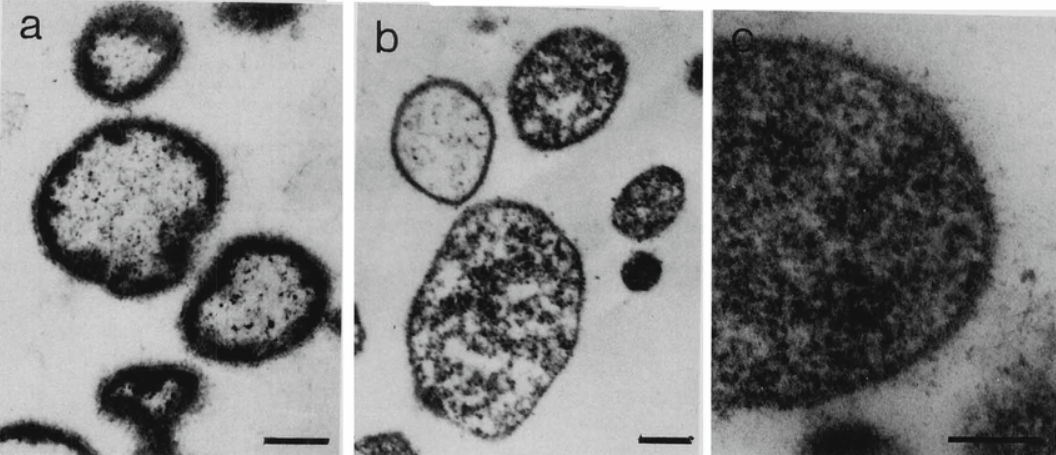 Cell culture 
