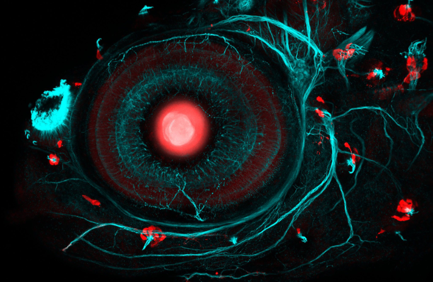 The relationship between generation and passage in cell culture