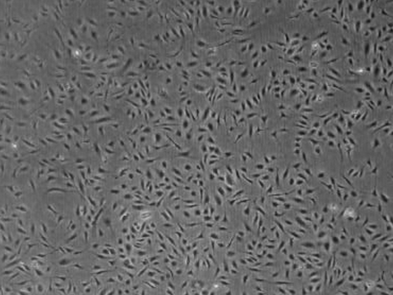 9 basic techniques for cell culture