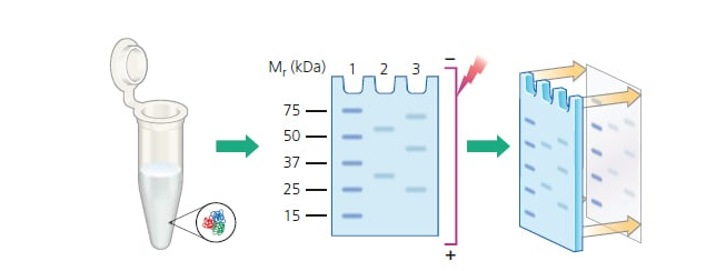 Worth collecting: Buffer recipe for WB experiments