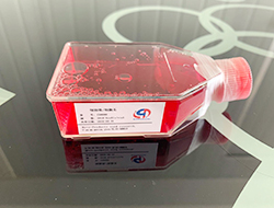 小鼠胰腺癌细胞kpc3-trp1-LUC