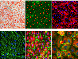 Cell Lines & Customized Cells