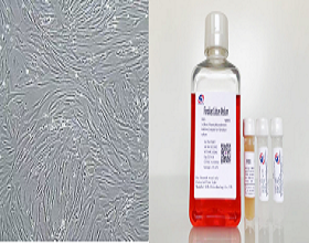 Phenotypic markers of fibroblasts and a summary of research