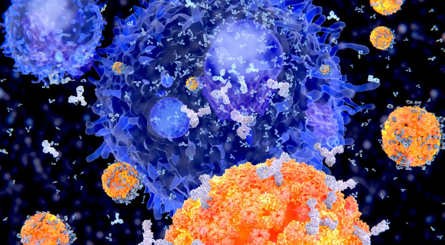 Isolation and Culture of B Cells