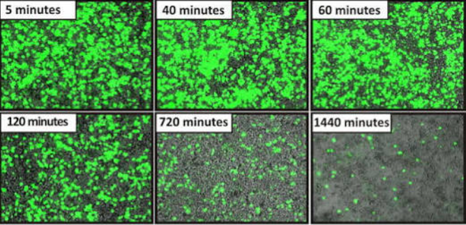 Comprehensive Guide: Procedures for Transient Cell Transfection