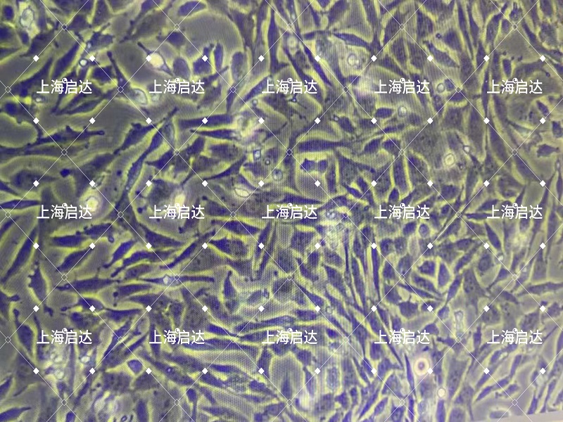 DF-1鸡胚成纤维细胞
